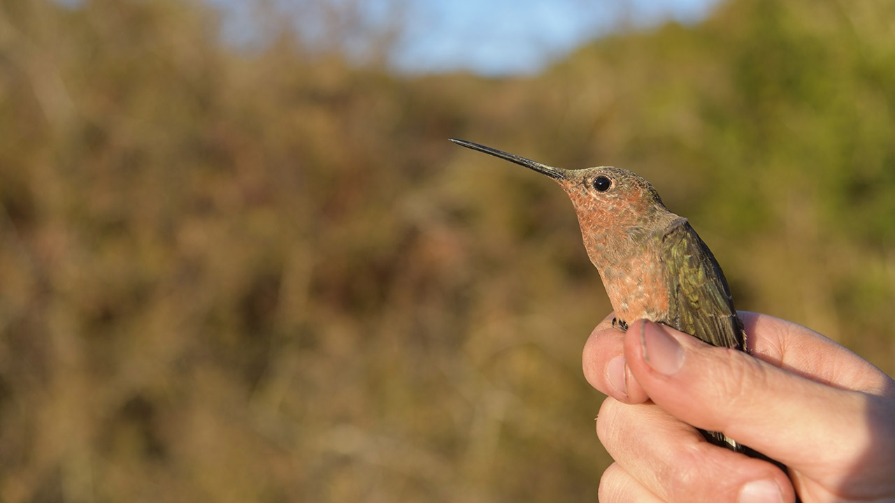 How miniature backpacks led to the discovery of the world's